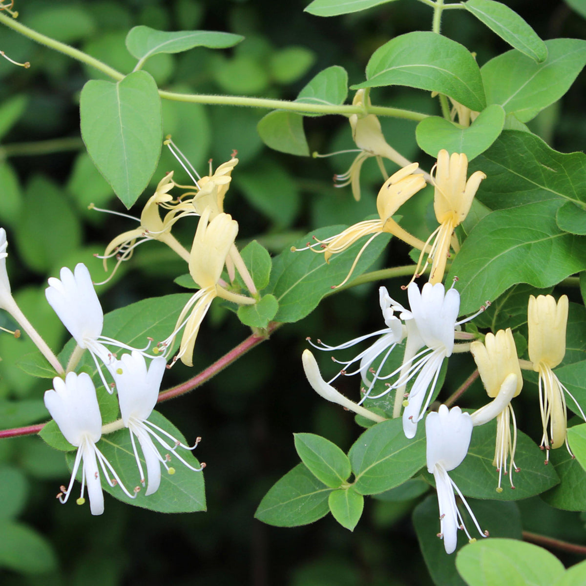 Geißblatt 'Halliana' (Lonicera japonica 'Halliana') - Weiß - winterhart | Bild 1