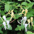 Geißblatt 'Halliana' (Lonicera japonica 'Halliana') - Weiß - winterhart | Bild 1