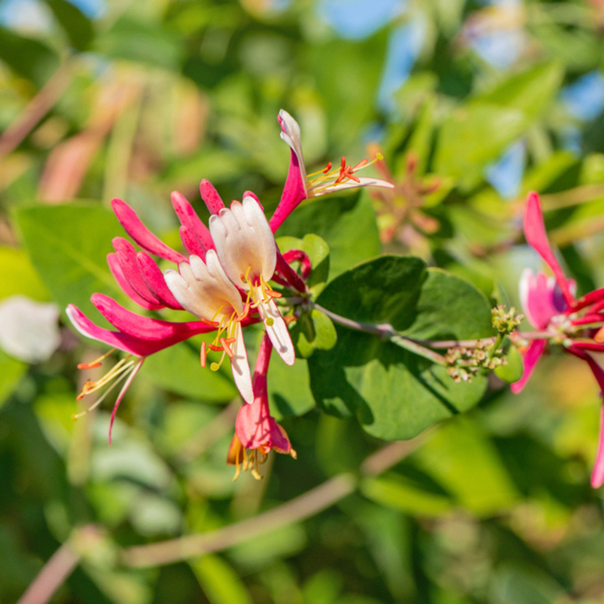Geißblatt (Lonicera caprifolium) - Gelb - sommergrün - winterhart - bienenfreundlich | Bild 1