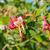 Geißblatt (Lonicera caprifolium) - Gelb - sommergrün - winterhart - bienenfreundlich | Bild 1
