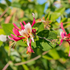 Geißblatt (Lonicera caprifolium) - Gelb - sommergrün - winterhart - bienenfreundlich | Bild 1