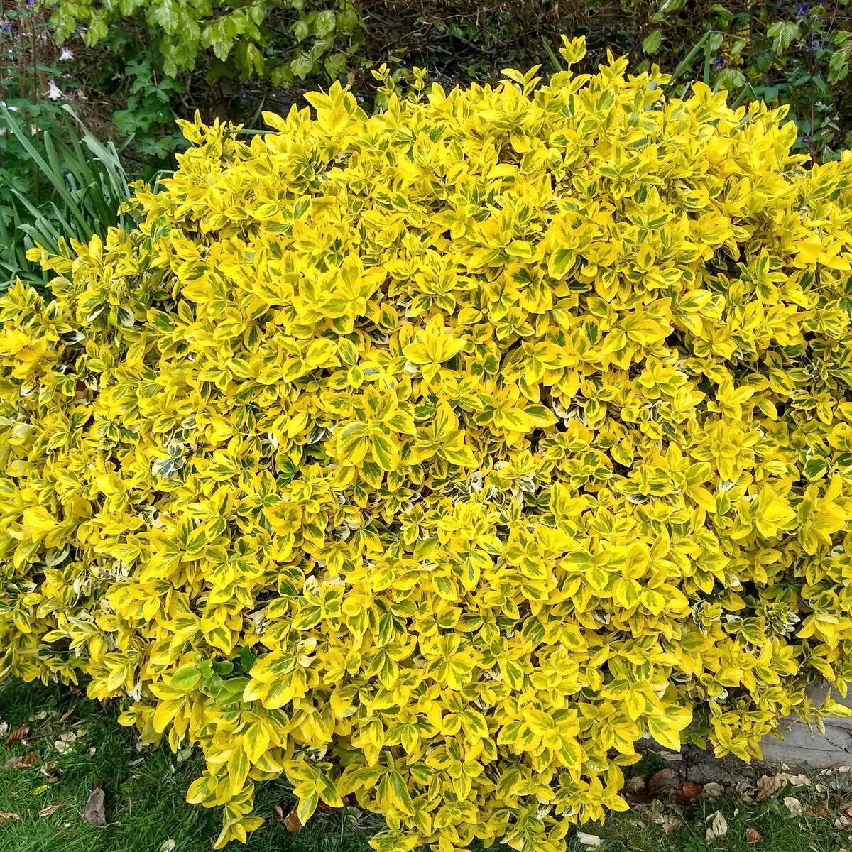 Gelbbunte Kriechspindel 'Emerald'n Gold', 12er-Set (Euonymus fortunei'Emerald Gold') - Grün - immergrün - winterhart | Bild 1