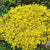 Gelbbunte Kriechspindel 'Emerald'n Gold', 12er-Set (Euonymus fortunei'Emerald Gold') - Grün - immergrün - winterhart | Bild 1