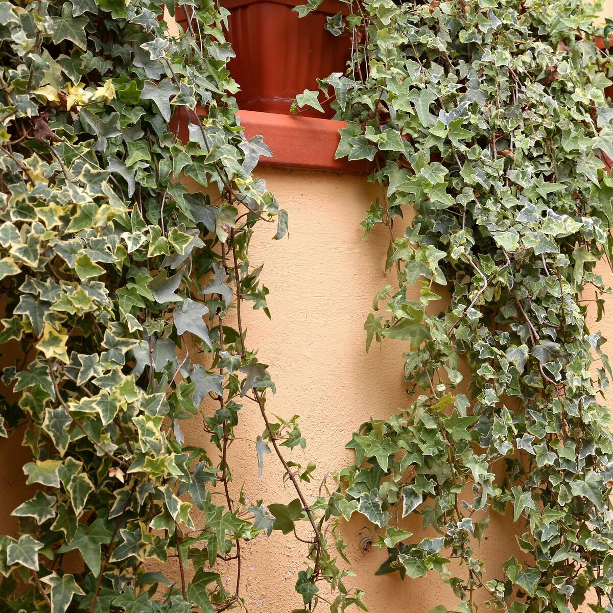 Gelbbunter Efeu 'Goldchild', 12er-Set (Hedera 'Goldchild') - Grün - immergrün - winterhart | Bild 1