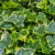 Gelbbunter Efeu 'Goldchild' (Hedera helix 'Goldchild') - Grün - immergrün - winterhart | Bild 1