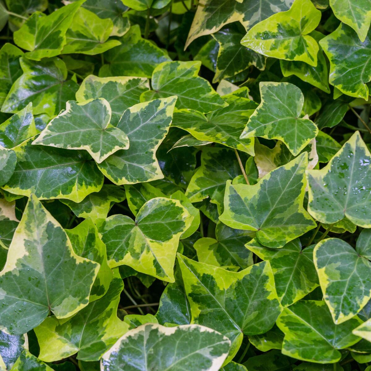 Gelbbunter Efeu 'Goldchild' (Hedera helix 'Goldchild') - Grün - immergrün - winterhart | Bild 1