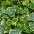 Gelbbunter Efeu 'Goldchild' (Hedera helix 'Goldchild') - Grün - immergrün - winterhart | Bild 1