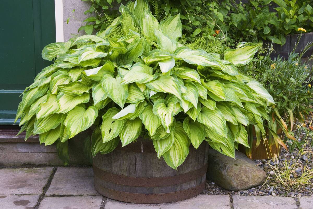 Gelbe Grünrand-Funkie 'Albopicta' (Hosta x fortunei 'Albopicta') - Violett - sommergrün - winterhart - bienenfreundlich | Bild 1