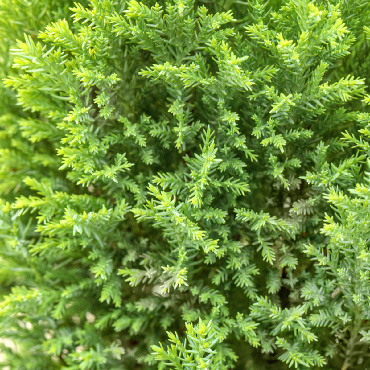 Gelbe Kegelzypresse 'Ellwood's Gold' (Chamaecyparis lawsoniana 'Ellwood's Gold') - Grün - immergrün - winterhart | Bild 1