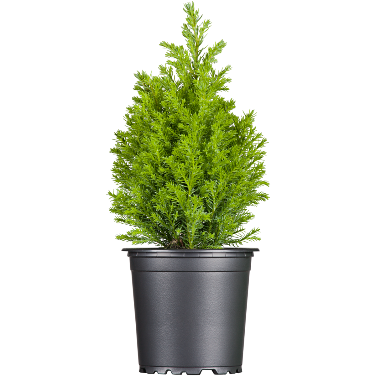 Gelbe Kegelzypresse 'Ellwood's Gold' (Chamaecyparis lawsoniana 'Ellwood's Gold') - Grün - immergrün - winterhart | Bild 2