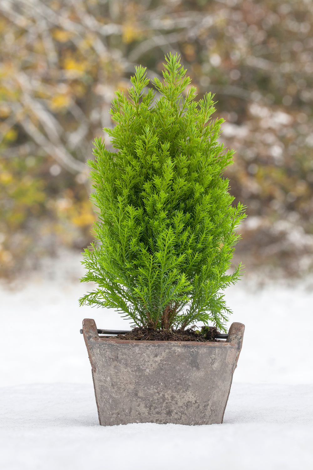 Gelbe Kegelzypresse 'Ellwood's Gold' (Chamaecyparis lawsoniana 'Ellwood's Gold') - Grün - immergrün - winterhart | Bild 3