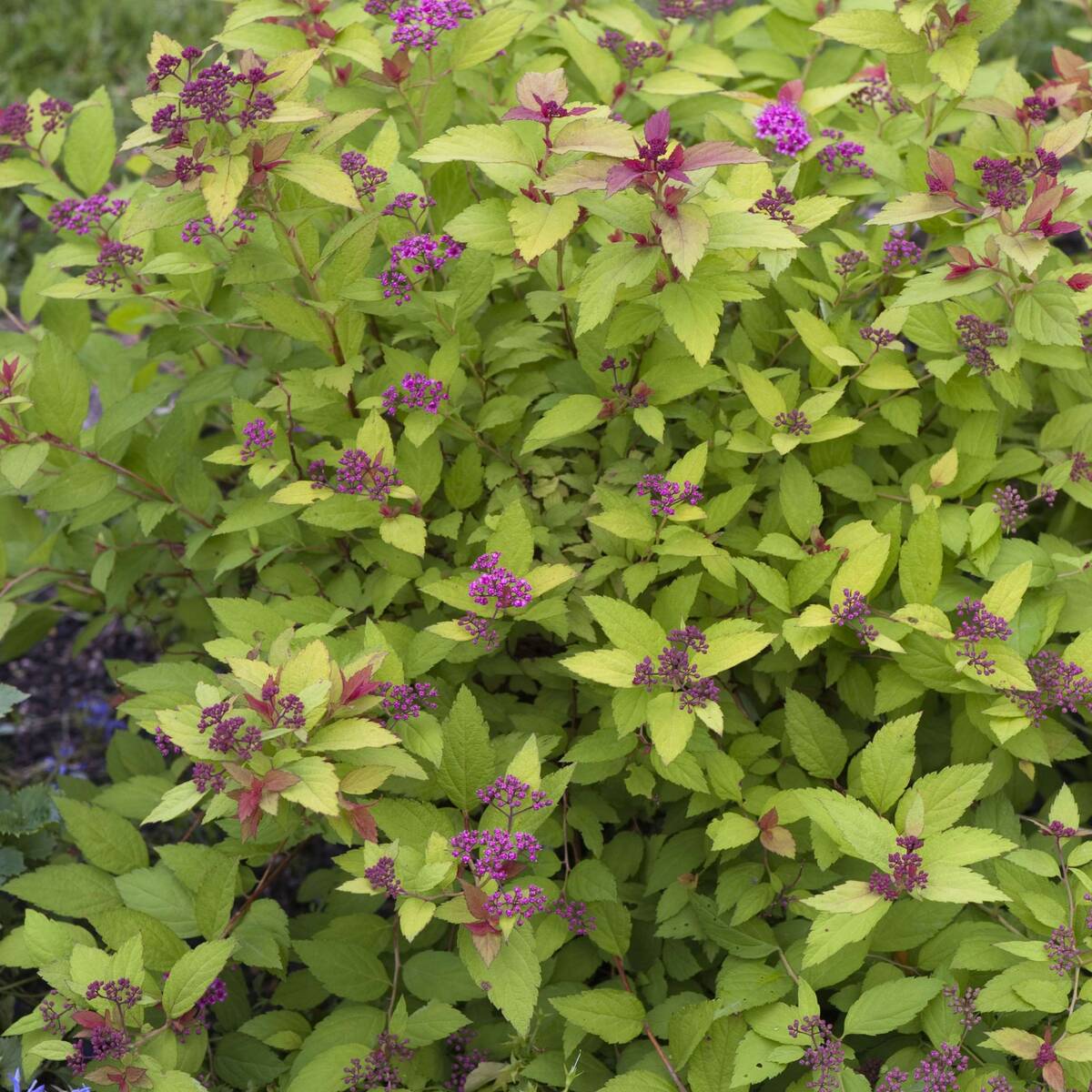 Gelbe Zwergspiere 'Golden Princess', 12er-Set (Spiraea japonica 'Golden Princess') - Rosa - sommergrün - winterhart | Bild 1