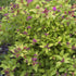 Gelbe Zwergspiere 'Golden Princess', 12er-Set (Spiraea japonica 'Golden Princess') - Rosa - sommergrün - winterhart | Bild 1