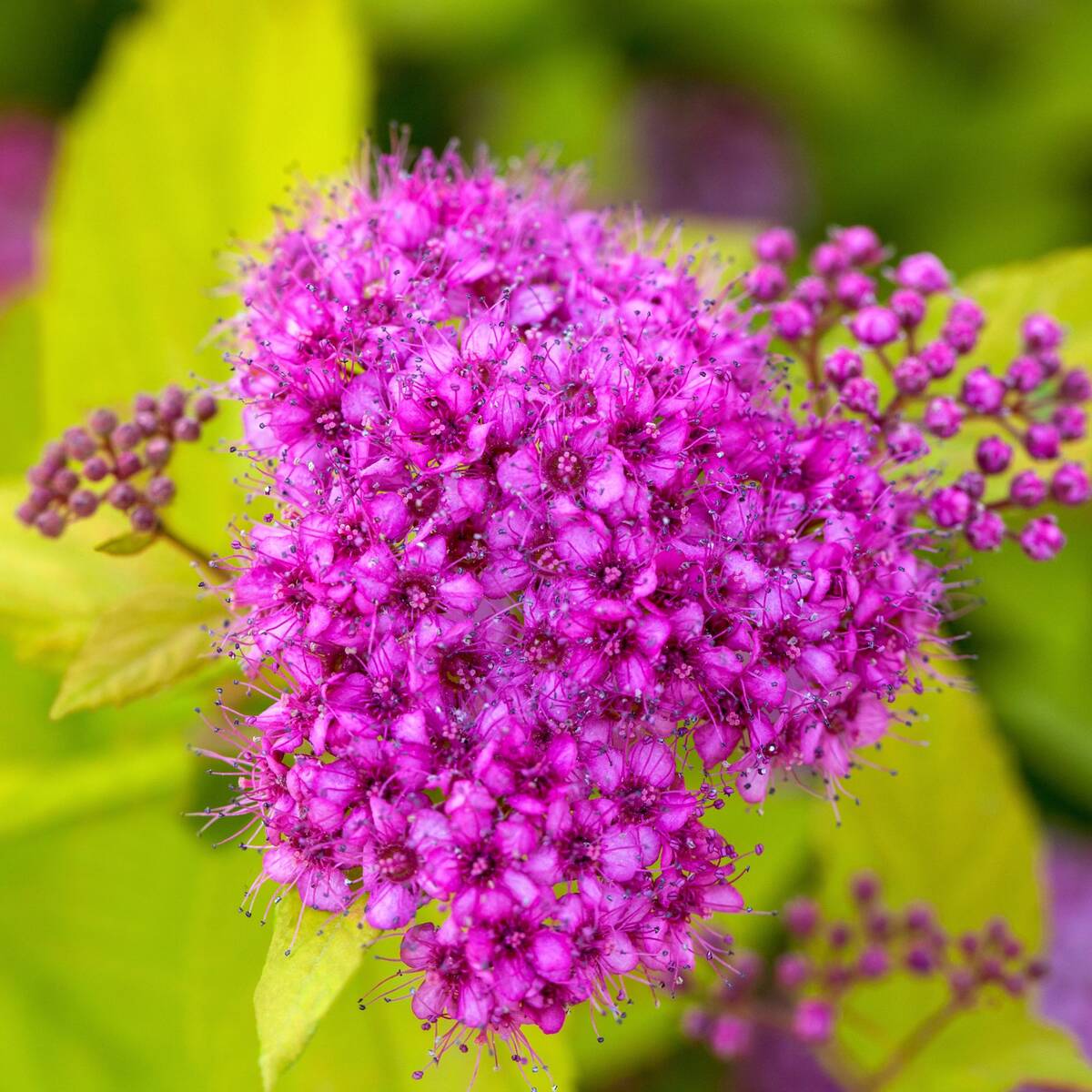 Gelbe Zwergspiere 'Golden Princess' (Spirea japonica 'Golden Princess') - Rosa - winterhart | Bild 1