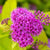 Gelbe Zwergspiere 'Golden Princess' (Spirea japonica 'Golden Princess') - Rosa - winterhart | Bild 1
