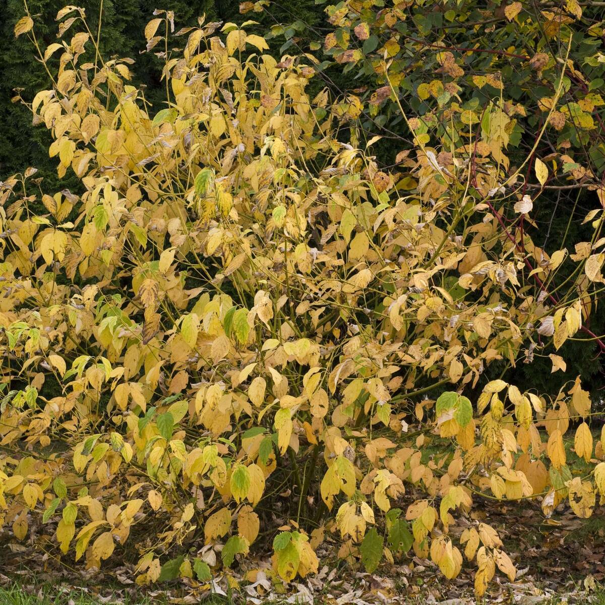 Gelbholz Hartriegel 'Flaviramea' - Weiß | Bild 2