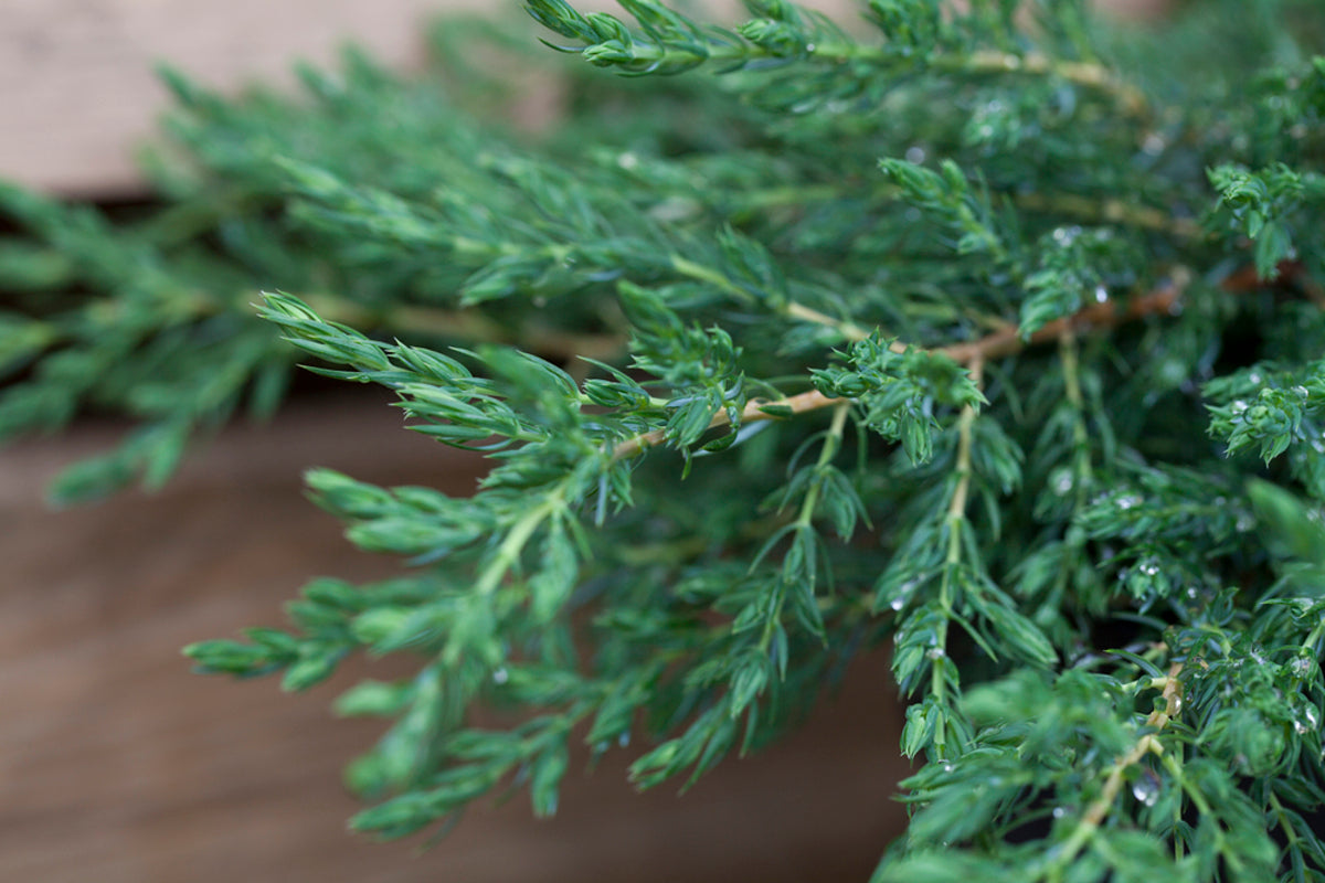 Gemeiner Wacholder 'Repanda' (Juniperus communis 'Repanda') - Grün - immergrün - winterhart | Bild 1