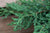 Gemeiner Wacholder 'Repanda' (Juniperus communis 'Repanda') - Grün - immergrün - winterhart | Bild 1