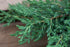 Gemeiner Wacholder 'Repanda' (Juniperus communis 'Repanda') - Grün - immergrün - winterhart | Bild 1