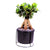 Ginseng-Bonsai im Betontopf (Ficus microcarpa) - Schwarz - immergrün | Bild 1