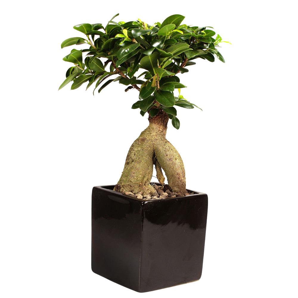 Ginseng-Bonsai im Keramiktopf (Ficus microcarpa) - Schwarz - immergrün | Bild 1