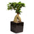 Ginseng-Bonsai im Keramiktopf (Ficus microcarpa) - Schwarz - immergrün | Bild 1