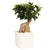 Ginseng-Bonsai im Keramiktopf (Ficus microcarpa) - Weiß - immergrün | Bild 1