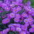 Glattblatt-Aster (Aster novi-belgii) - Blau - winterhart | Bild 1