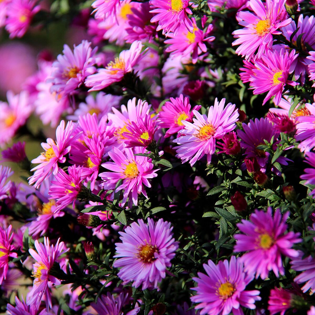 Glattblatt-Aster (Aster novi-belgii) - Rosa - winterhart - bienenfreundlich | Bild 1