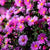 Glattblatt-Aster (Aster novi-belgii) - Rosa - winterhart - bienenfreundlich | Bild 1