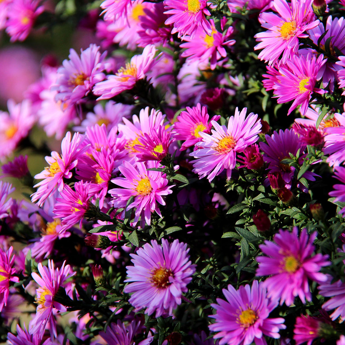 Glattblatt-Aster (Aster novi-belgii) - Rosa - winterhart - bienenfreundlich | Bild 2