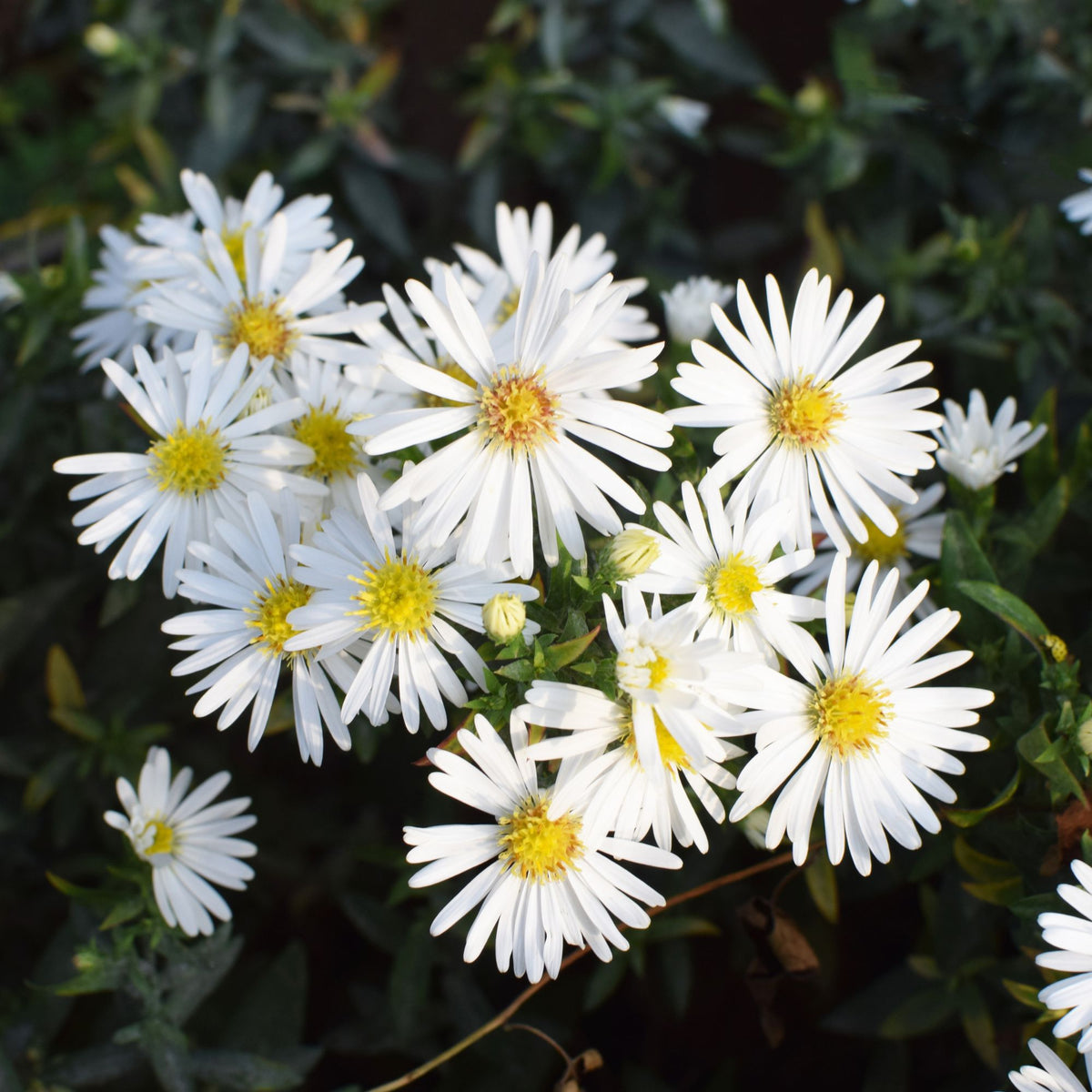Glattblatt-Aster (Aster novi-belgii) - Weiß - winterhart - bienenfreundlich | Bild 2