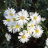 Glattblatt-Aster (Aster novi-belgii) - Weiß - winterhart - bienenfreundlich | Bild 2