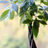 Glückskastanie (Pachira aquatica) - Grün | Bild 2