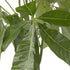 Glückskastanie (Pachira aquatica) - Grün | Bild 3