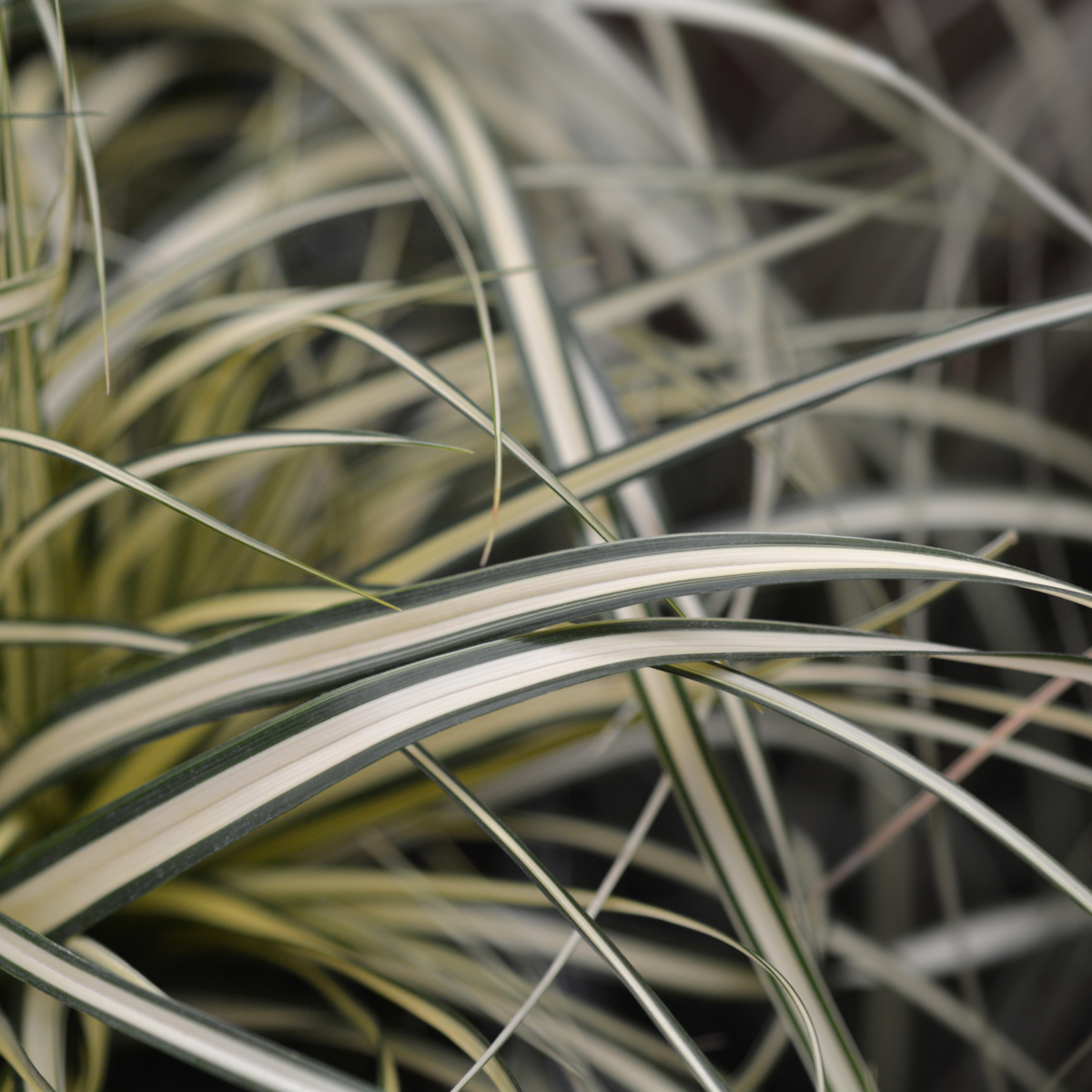 Gold Segge 'Evergold' (Carex hachijoensis 'Evergold') - Grün - winterhart | Bild 1