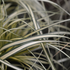 Gold Segge 'Evergold' (Carex hachijoensis 'Evergold') - Grün - winterhart | Bild 1