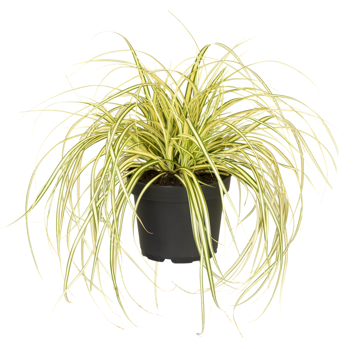 Gold Segge 'Evergold' (Carex oshimensis 'Evergold') - Gelb - winterhart | Bild 2