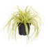 Gold Segge 'Evergold' (Carex oshimensis 'Evergold') - Gelb - winterhart | Bild 2