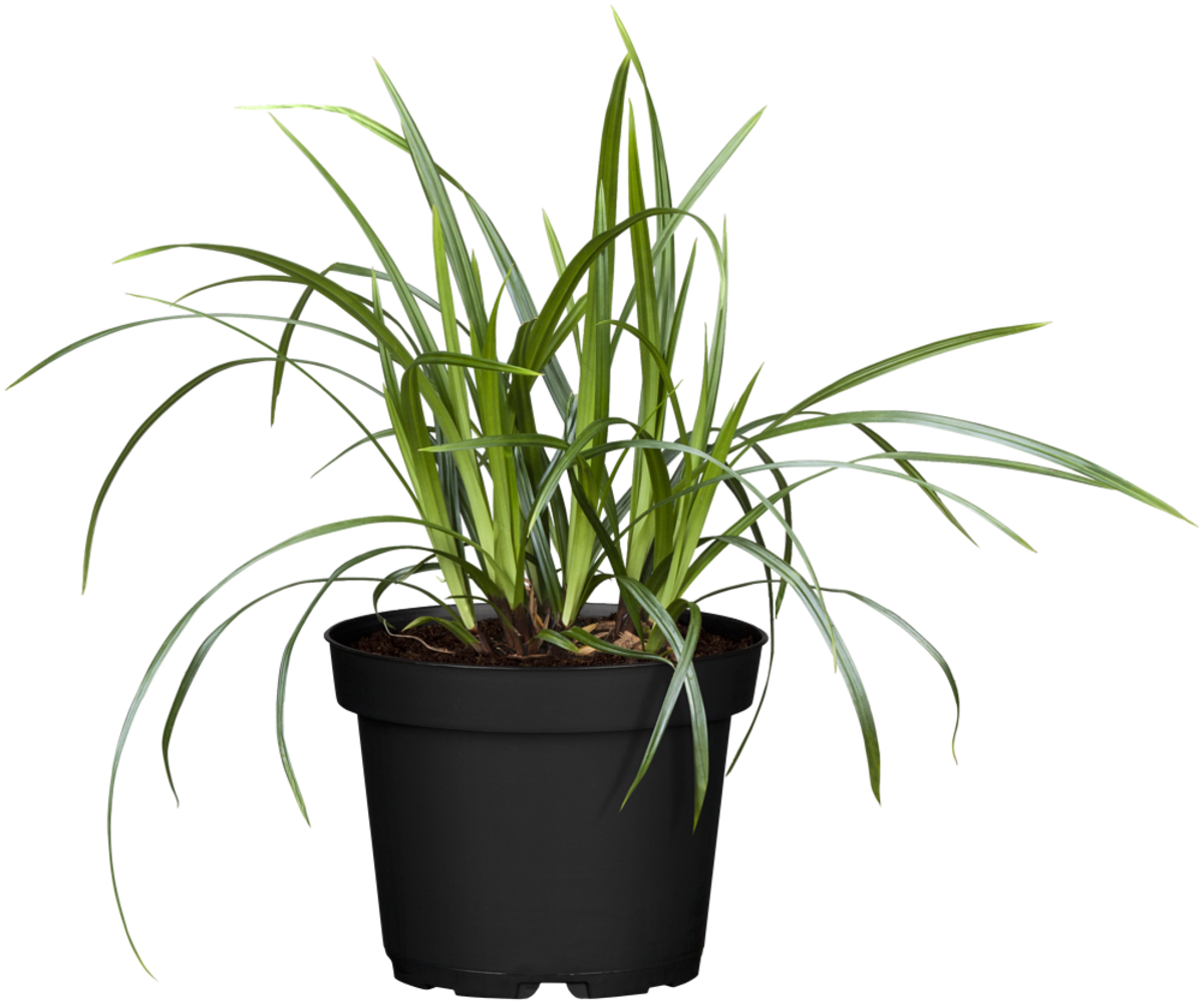 Gold Segge 'Irish Green' (Carex morowii 'Irish Green') - Grün - winterhart | Bild 1