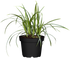 Gold Segge 'Irish Green' (Carex morowii 'Irish Green') - Grün - winterhart | Bild 1