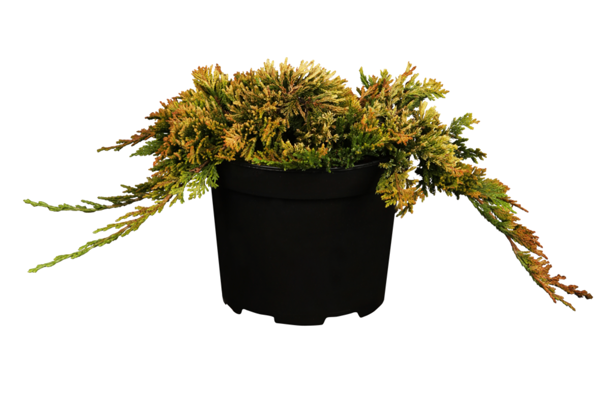 Goldener Teppichwacholder 'Golden Carpet' (Juniperus horizontalis 'Golden Carpet') - Grün - immergrün - winterhart | Bild 2