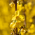 Goldglöckchen 'Goldrausch' (Forsythia intermedia 'Goldrausch') - Gelb - winterhart | Bild 1