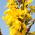 Goldglöckchen 'Weekend' (Forsythia 'Weekend') - Gelb - sommergrün - winterhart | Bild 1