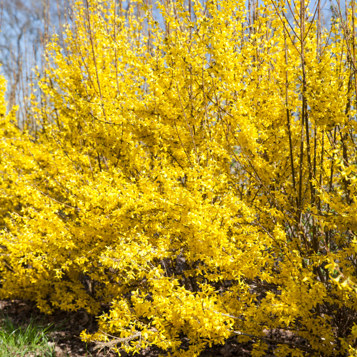Goldglöckchen 'Weekend' (Forsythia 'Weekend') - Gelb - sommergrün - winterhart | Bild 2