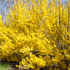 Goldglöckchen 'Weekend' (Forsythia 'Weekend') - Gelb - sommergrün - winterhart | Bild 2
