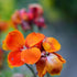 Goldlack (Erysimum Hybride) - Braun - winterhart - bienenfreundlich | Bild 1