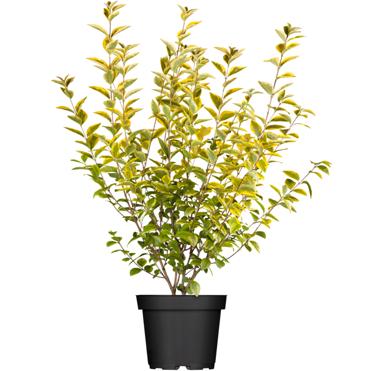 Goldliguster 'Aureum' (Ligustrum ovalifolium 'Aureum') - Weiß - winterhart | Bild 2