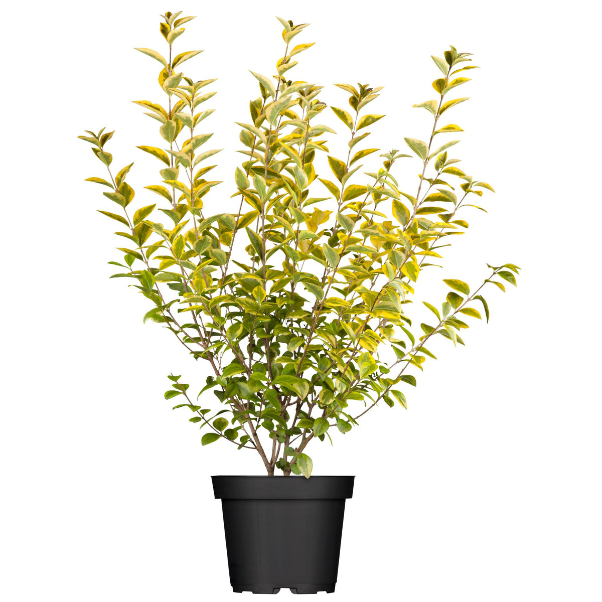 Goldliguster 'Aureum' (Ligustrum ovalifolium 'Aureum') - Weiß - winterhart | Bild 1
