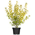 Goldliguster 'Aureum' (Ligustrum ovalifolium 'Aureum') - Weiß - winterhart | Bild 1